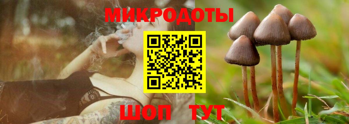 Псилоцибиновые грибы Psilocybe Магадан
